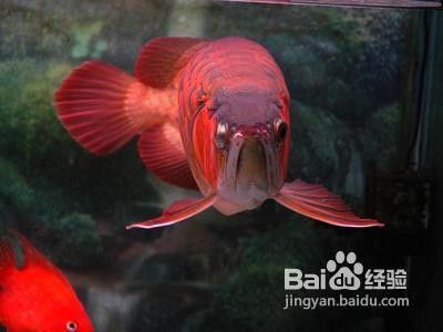 龍魚退垢期如何護理