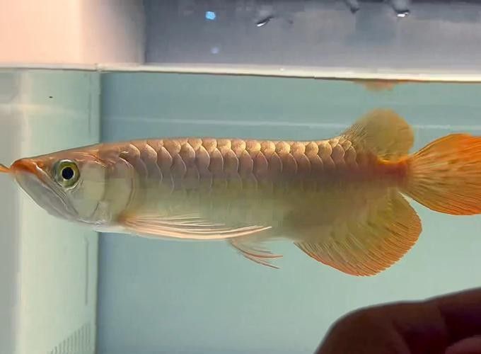 紅龍魚火焰尾有哪些品種