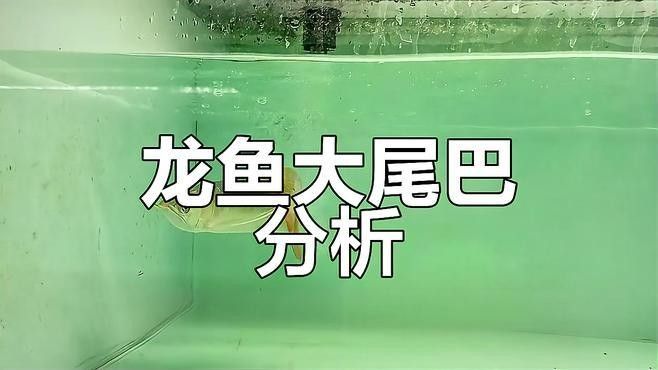 紅龍魚火焰尾有哪些品種