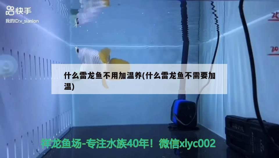 什么雷龍魚不用加溫養(什么雷龍魚不需要加溫)