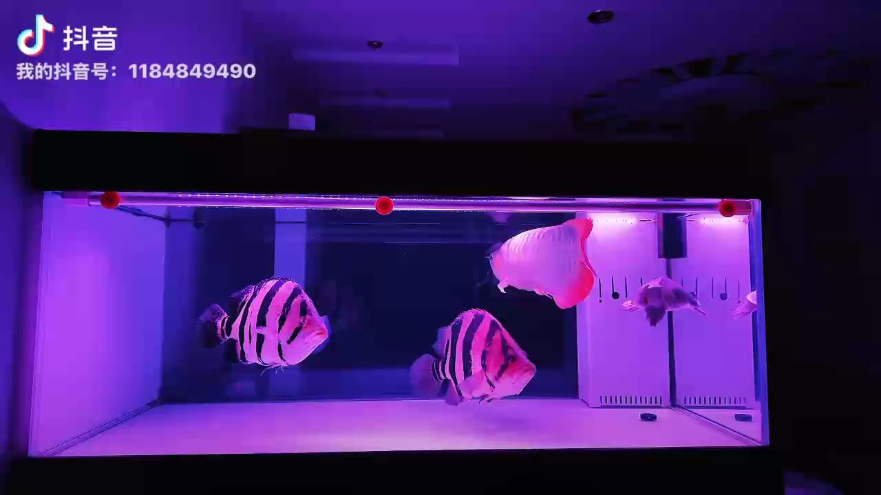 如何鑒別藍(lán)底紅龍魚的品相？