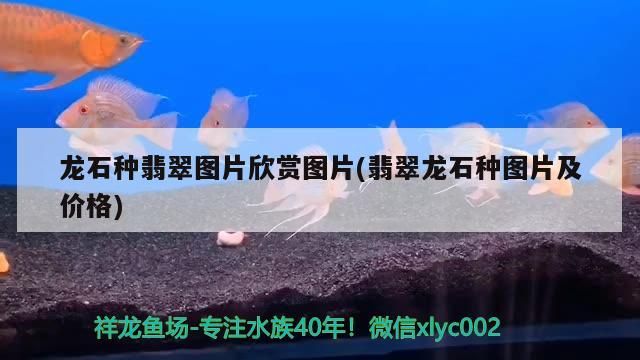 龍石種翡翠圖片欣賞圖片(翡翠龍石種圖片及價格)