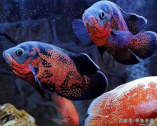 四角龍魚有哪些品種