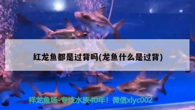 水池改造魚缸視頻（龍魚在魚缸里可以繁殖嗎）