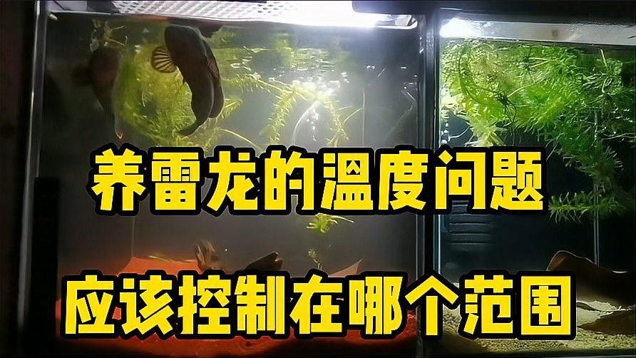 雷龍魚的最佳飼養溫度是多少？