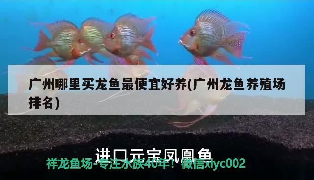 廣州哪里買龍魚最便宜好養(廣州龍魚養殖場排名)（廣州哪里買龍魚最便宜好養）