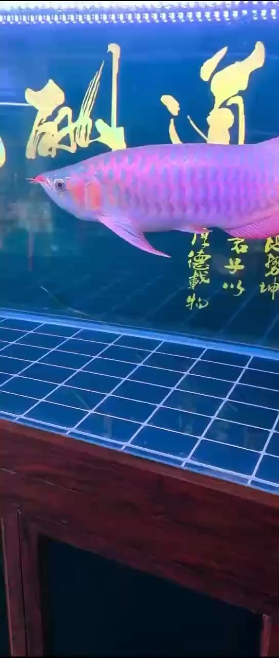 漂亮（冥府之花評論：探索美麗與魅力的奧秘，在探討美麗與魅力的奧秘）