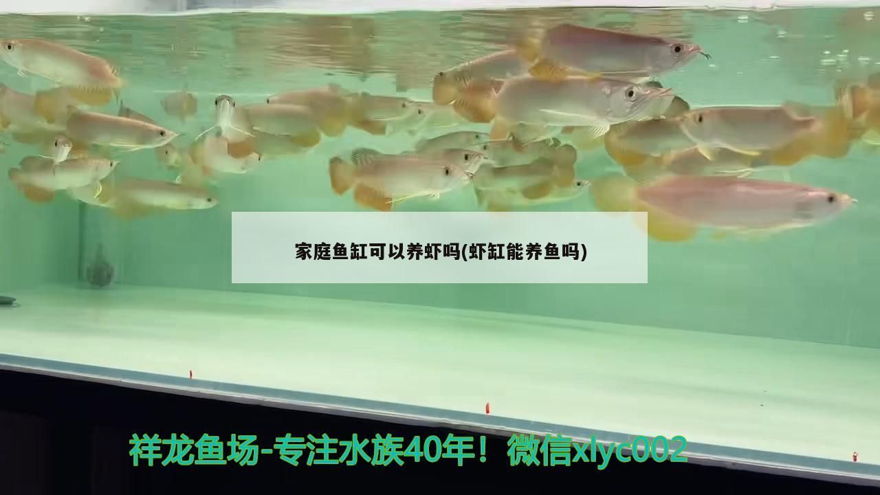 家庭魚缸可以養蝦嗎(蝦缸能養魚嗎)