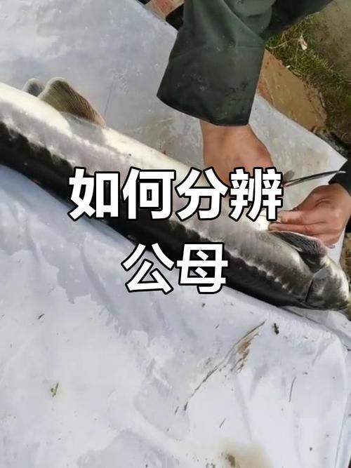 如何判斷鱘魚是否為野生？