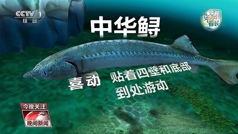 如何判斷鱘魚是否為野生？