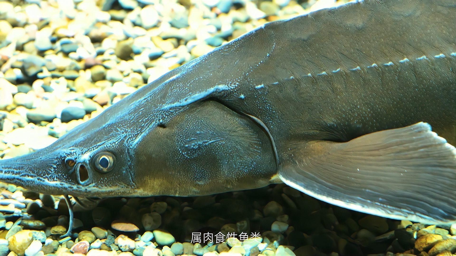 如何判斷鱘魚是否為野生？