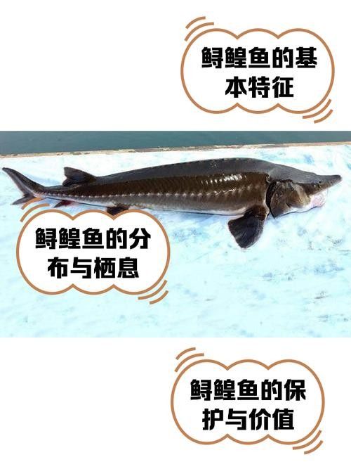 如何判斷鱘魚是否為野生？