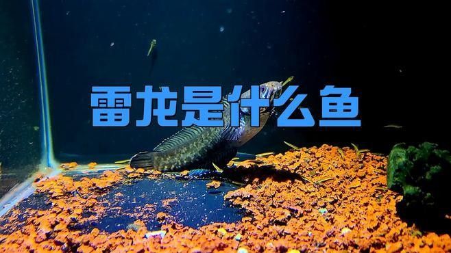 如何區分雷龍和龍魚（養魚老道，雷龍魚大全之常見大型雷龍篇）