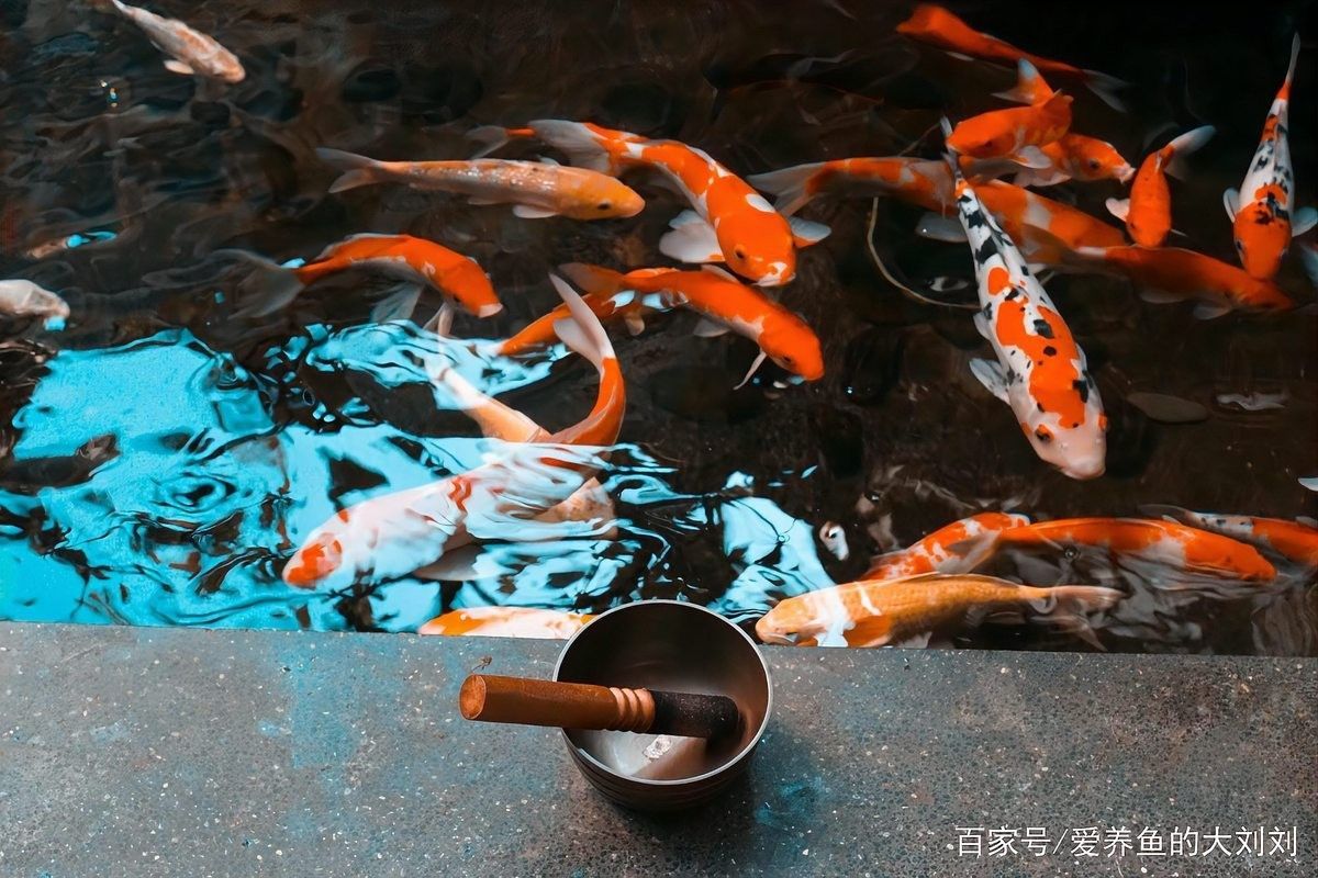 如何判斷錦鯉是否需要仟湖龍魚飼料