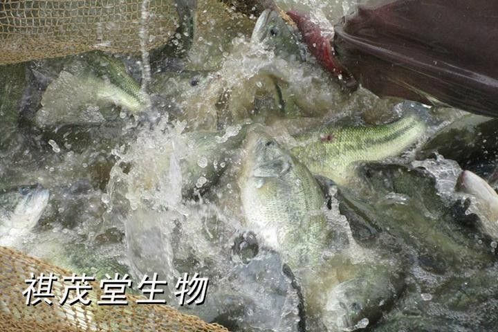 曼龍魚不吃蔬菜怎么辦（曼龍魚不吃蔬菜會影響健康和生長曼龍魚的健康生長）