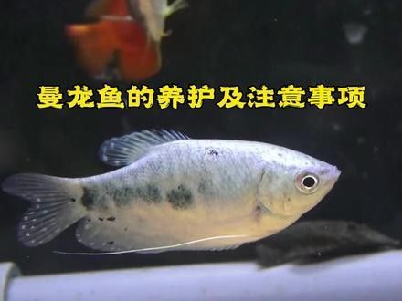 曼龍魚不吃蔬菜怎么辦（曼龍魚不吃蔬菜會影響健康和生長曼龍魚的健康生長）