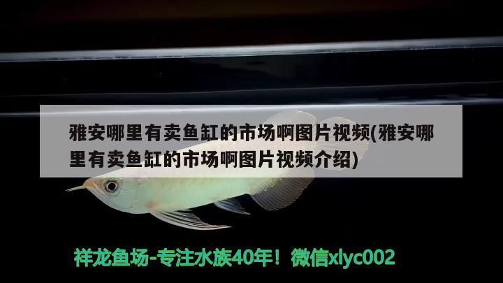 雅安哪里有賣魚缸的市場啊圖片視頻(雅安哪里有賣魚缸的市場啊圖片視頻介紹)（雅安哪里有賣魚缸的市場）