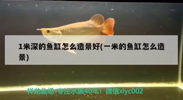 1米深的魚缸怎么造景好(一米的魚缸怎么造景)