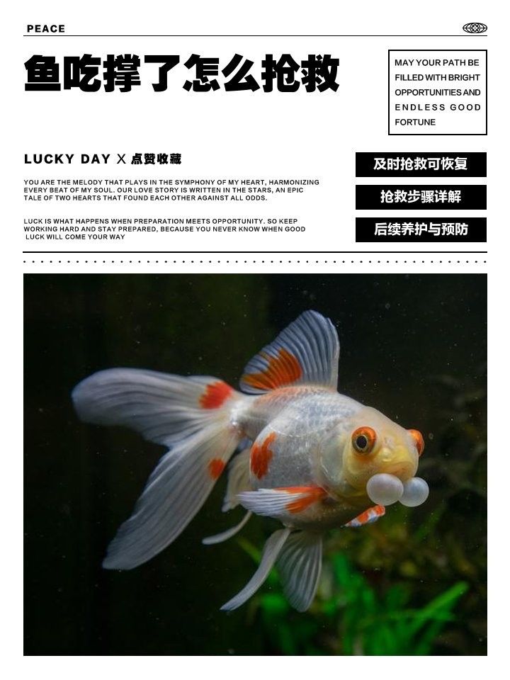 龍魚(yú)吃撐了怎么辦？