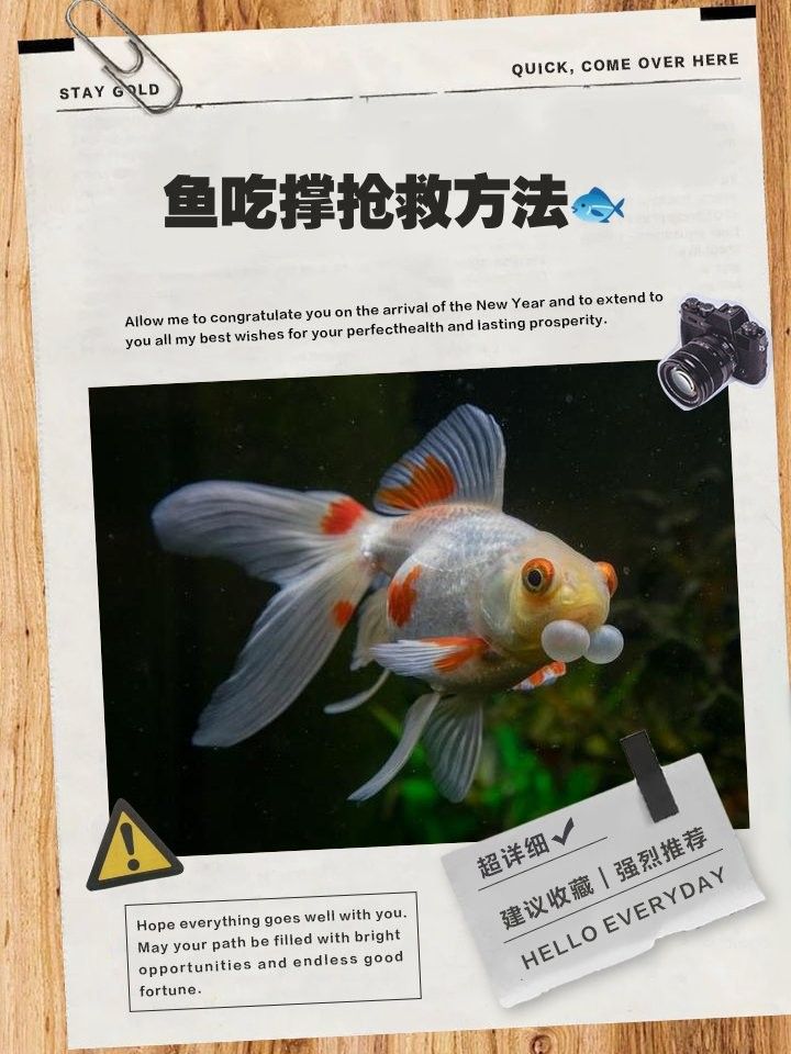 龍魚(yú)吃撐了怎么辦？