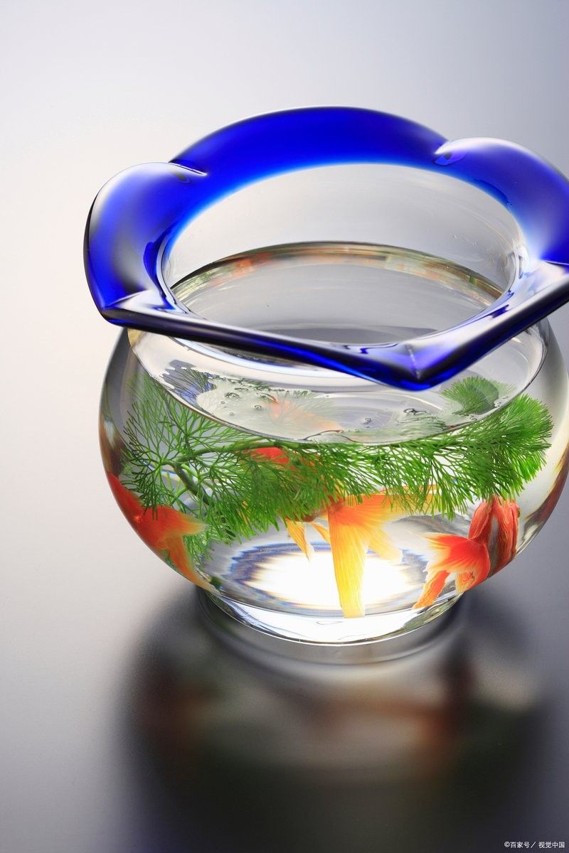 白龍魚多久換一次水？