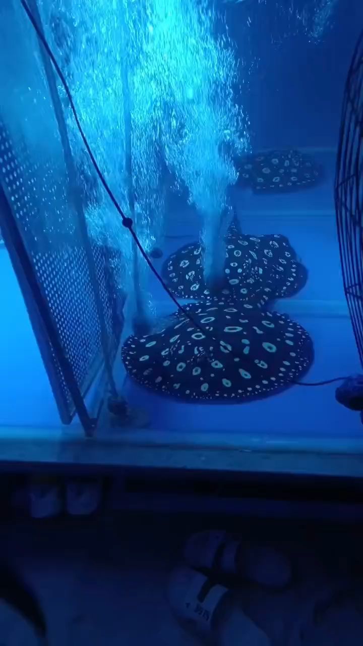 生小魚(yú)
