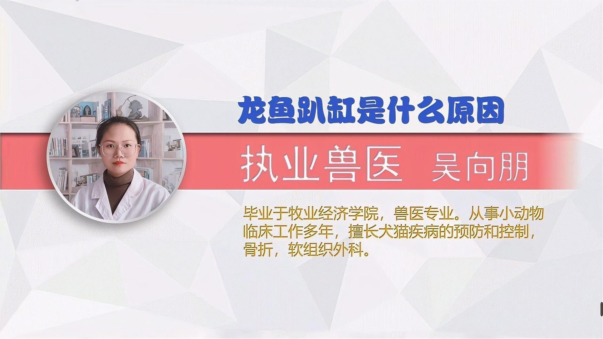 龍魚趴缸一般持續多久？（呼倫貝爾大草原的貓咪們龍魚趴缸原因及解決方法）