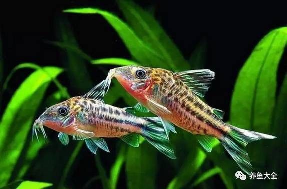如何判斷龍魚鰓蓋圓坑是否感染，如何判斷龍魚鰓蓋圓坑感染