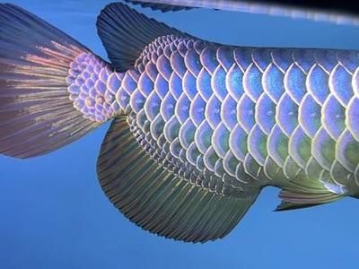 古典藍(lán)底龍魚(yú)用什么背景（古典藍(lán)底龍魚(yú)在不同生長(zhǎng)階段適合的背景顏色有所不同）