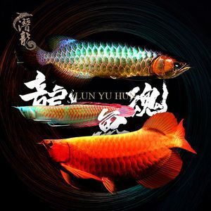 古典藍(lán)底龍魚(yú)用什么背景（古典藍(lán)底龍魚(yú)在不同生長(zhǎng)階段適合的背景顏色有所不同）