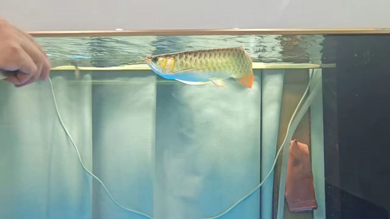 又是快樂喂魚的一天（又是快樂喂魚的一天，北京老寧評論：不錯，加油啊）