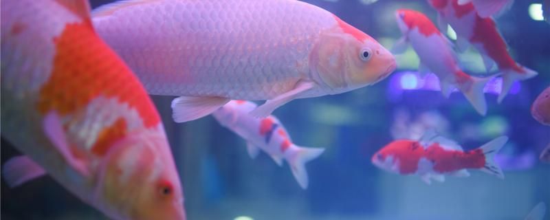 養錦鯉的魚缸養什么植物好哪些水草適合放在錦鯉缸中（錦鯉養護注意事項）