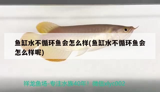 魚缸水不循環魚會怎么樣(魚缸水不循環魚會怎么樣呢)
