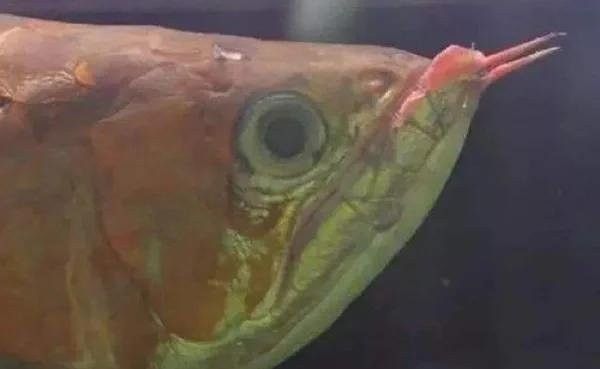 輕度兜嘴的龍魚能恢復(fù)嗎（輕度兜嘴的龍魚能恢復(fù)嗎，）