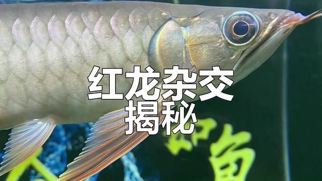 如何區分紅龍魚的雜交品種