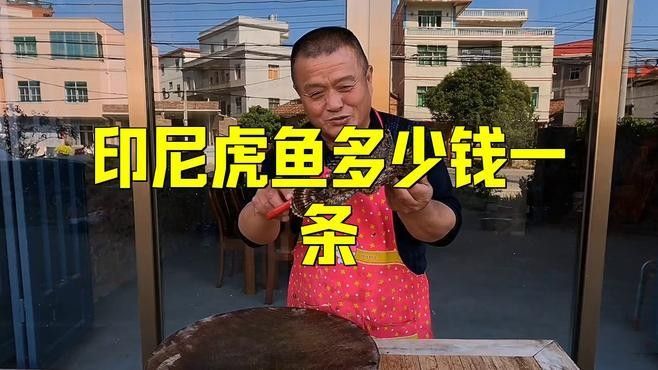 大花恐龍魚和虎紋恐龍魚的價格差異大嗎