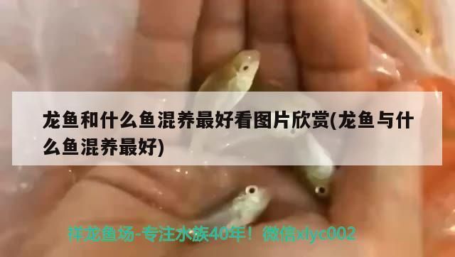 龍魚和什么魚混養最好看圖片欣賞(龍魚與什么魚混養最好)