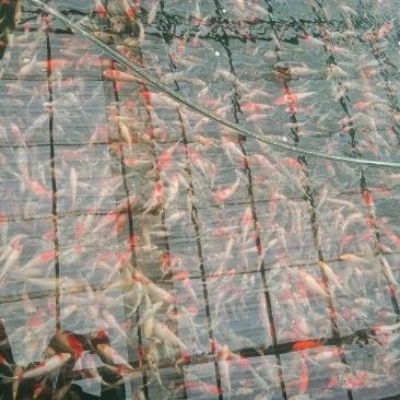 南寧龍魚批發市場的價格如何（南寧龍魚批發市場價格分析）