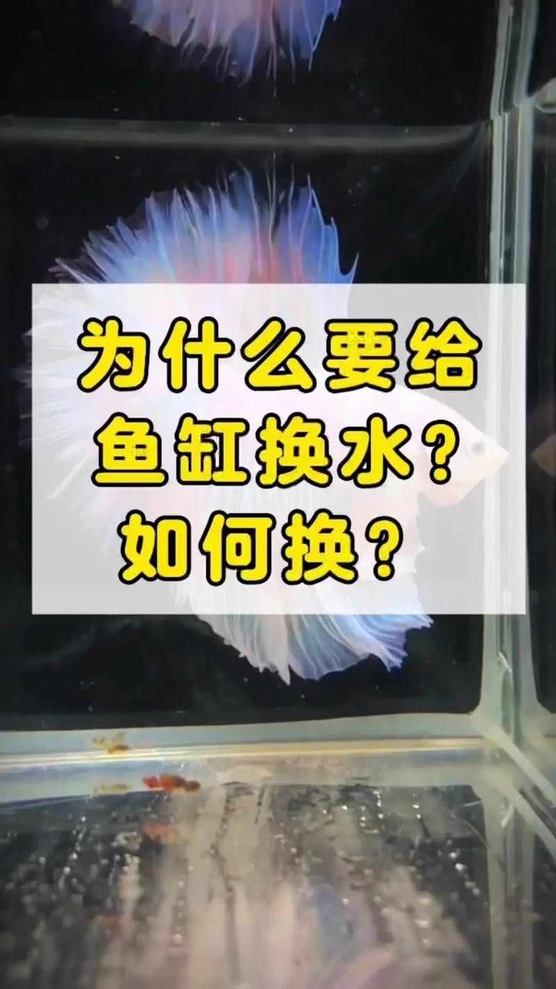 透缸飼養龍魚需要注意什么（透缸飼養龍魚需要特別注意以下幾個要點）