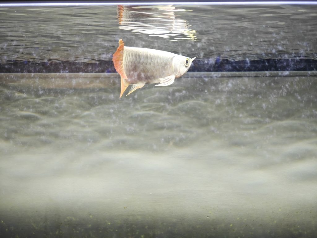 入缸第一天（《入缸第一天》的意義）