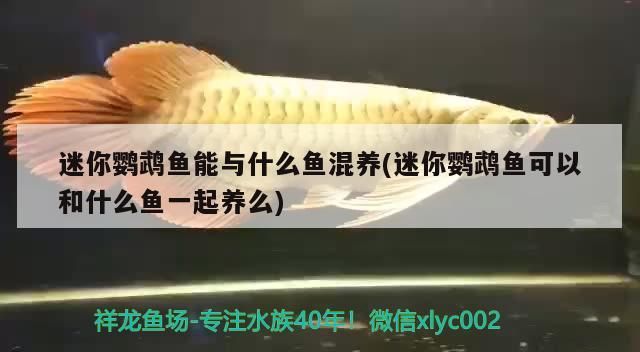 迷你鸚鵡魚能與什么魚混養(迷你鸚鵡魚可以和什么魚一起養么)