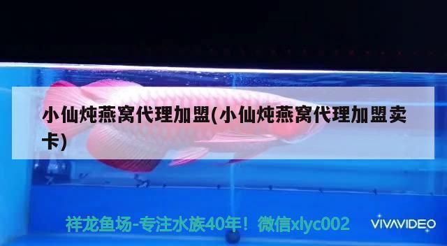 小仙燉燕窩代理加盟(小仙燉燕窩代理加盟賣卡)（小仙燉燕窩代理加盟） 小仙燉燕窩代理加盟(小仙燉燕窩代理加盟賣卡)（小仙燉燕窩代理加盟） 觀賞魚百科