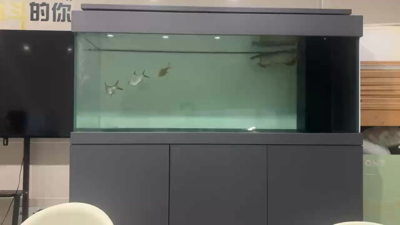 金龍怕光（金龍為什么怕光？） 金龍怕光（金龍為什么怕光？） 龍魚論壇
