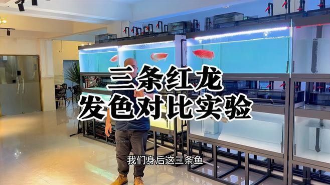 紅龍魚白缸和黑缸哪個更貴