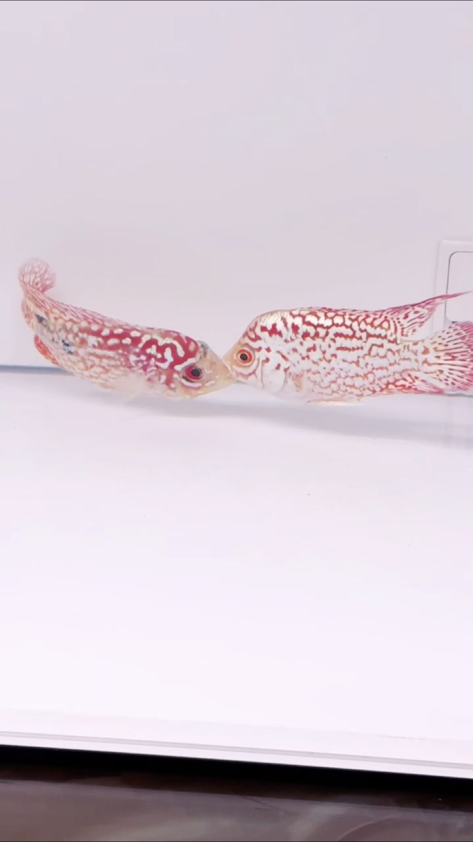 pk（a玩膩rap評論：探索pk的奧秘：從技術到文化）