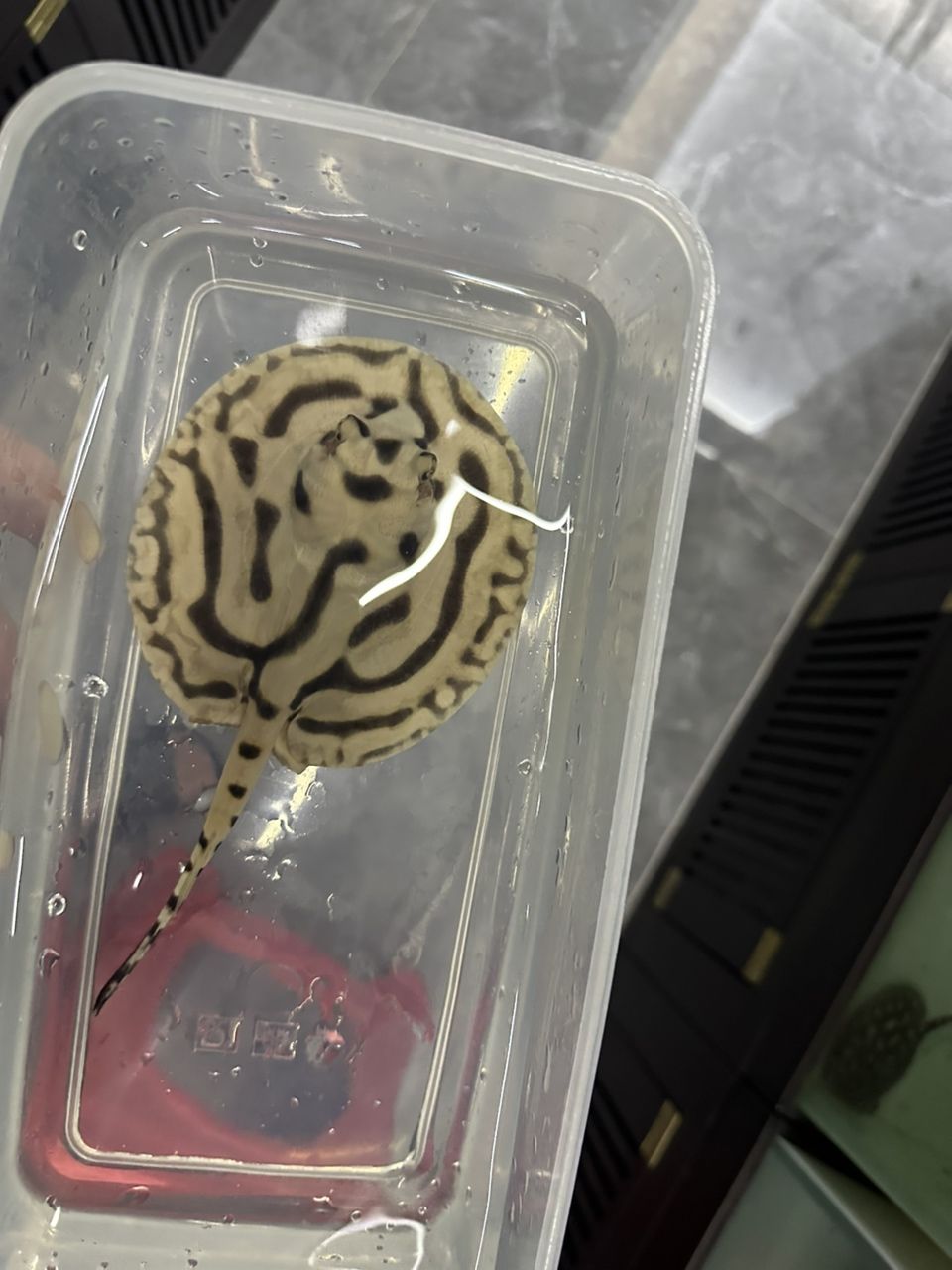 熊貓打包打包（熊貓的打包工作可能包括對熊貓的保護意識的宣傳和教育）