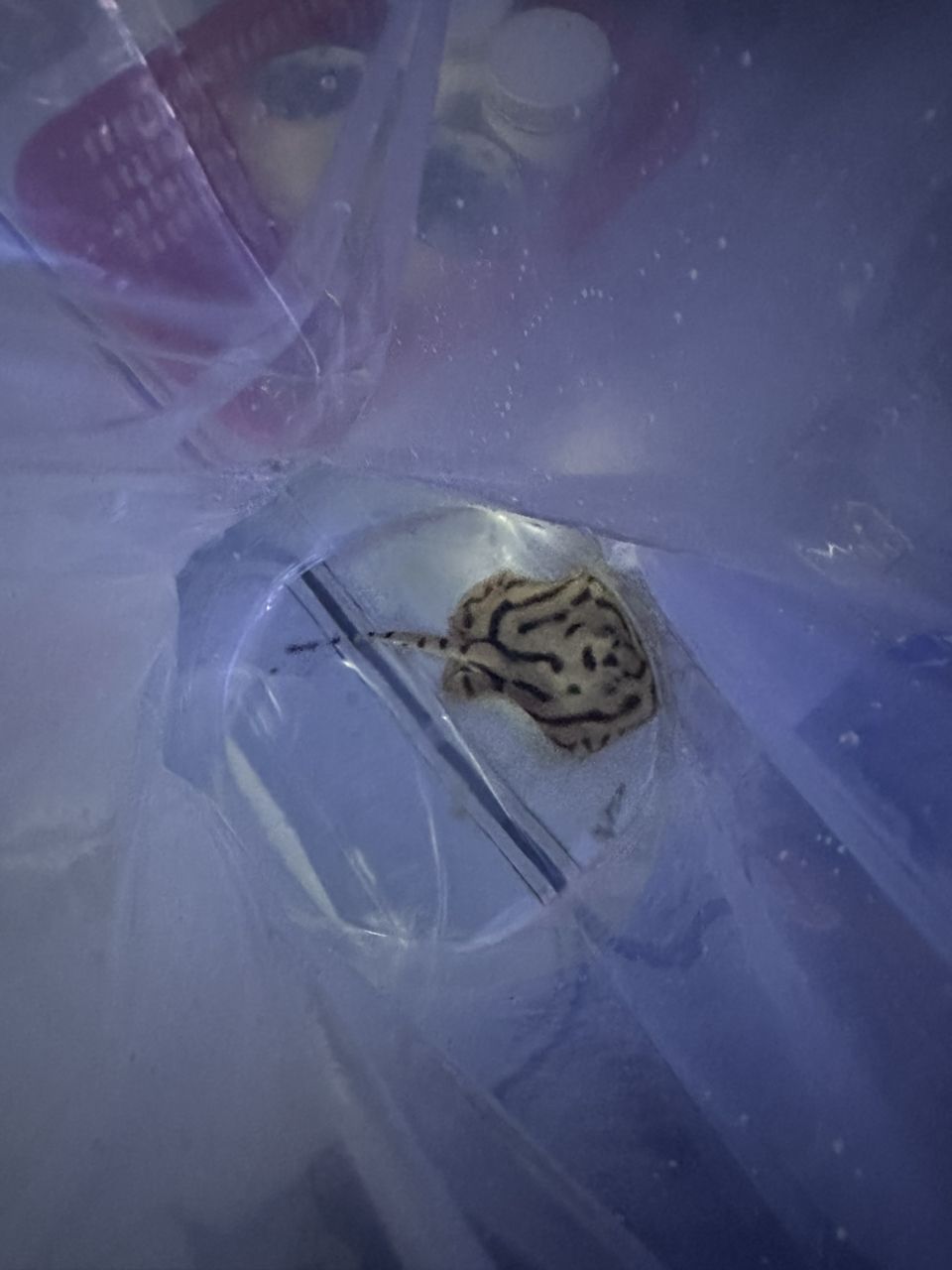 熊貓打包打包（熊貓的打包工作可能包括對熊貓的保護意識的宣傳和教育）