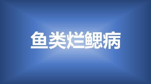 六角龍魚爛鰓病會復發嗎？（六角龍魚爛鰓病復發是什么病搞養殖的你必須知道）