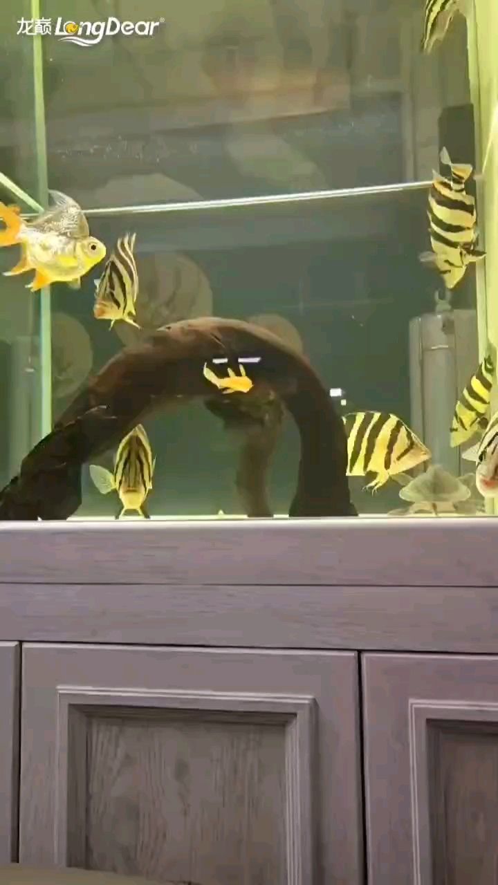 轉發886（“轉發886”這一網絡用語的深層含義及其在現代社會中的流行現象）