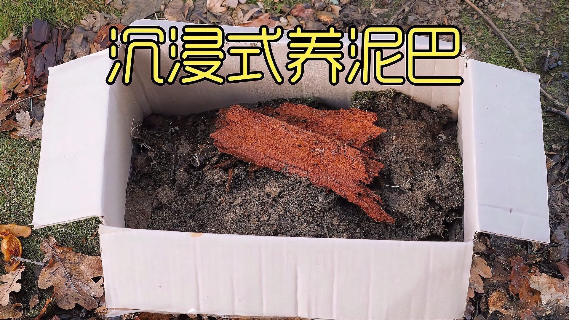 西龍魚缸管件密封性檢查頻率（關于西龍魚缸管件密封性檢查的建議）